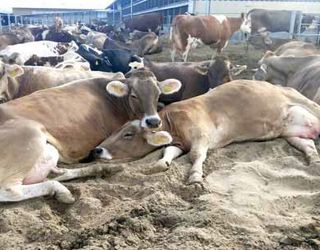 Як запобігти тепловому стресу в корів